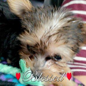 Meet your Posher, Kenzie